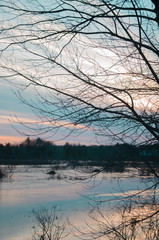 Purple sky and the tree