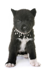 puppy american akita