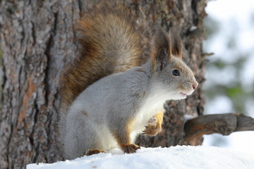 Naklejka na ściany i meble Red squirrel on a winter's day in Yamal