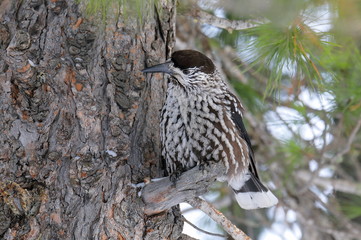 Nucifraga caryocatactes. Nutcracker in the winter among the pine needles