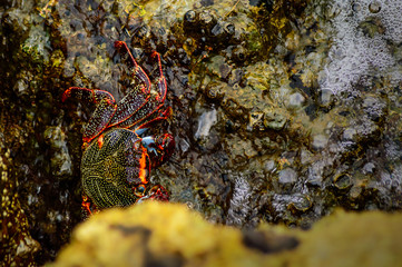 Florida crab on some coral