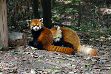 red panda in forest