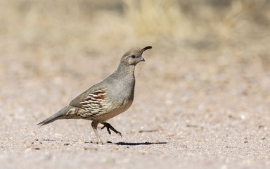 Female Gambell's Quail