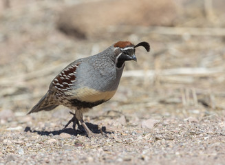 Male Gambell's Quail