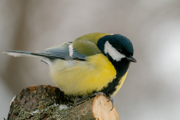 Great tit (Parus Major) sitting on the tree