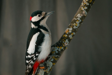 Great spotted woodpecker sitting on the branch
