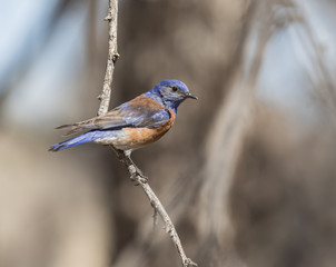 Female Western Bluebird