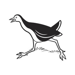 black and white water hen walking running fast vector cartoon 