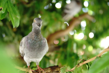 Dove on green tree with yellow eyes