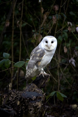 littel owl