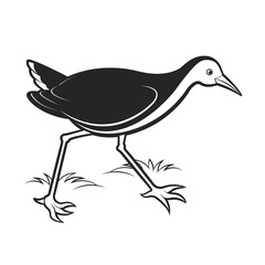 black and white water hen walking and searching vector cartoon