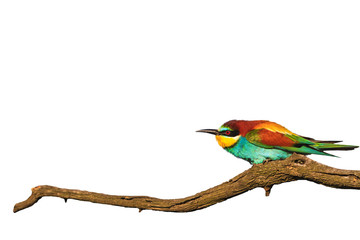 wonderful colored bird on branch dry wrinkled isolated on white