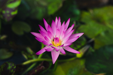 beautiful lotus flower in pond.