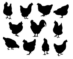Set of realistic silhouettes hens and chickens - vector