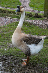 chinese goose walking on the grass