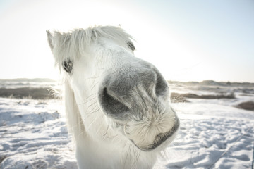 Funny white horse looking at the camera