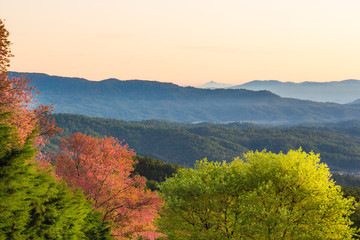 Morning landscapes at the top of the hill with pink flowers. Chiang Mai Thailand