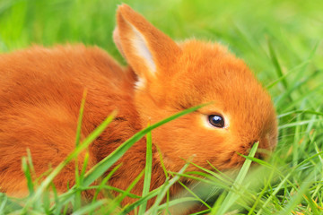 beautiful fluffy red rabbit in green grass