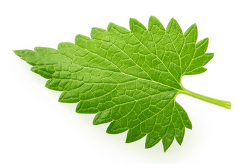 Lemon balm melissa leaf isolated on white