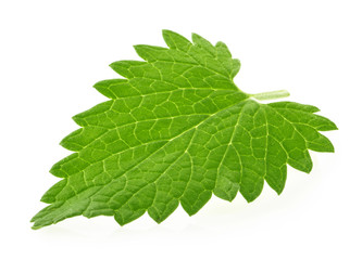 Lemon balm melissa leaf isolated on white