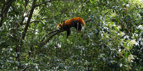 red panda in forest