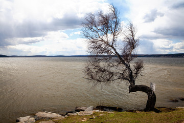 Lake. Tavatuy. Rocky shore. The wind on the lake. blue sky. Birch is curved.