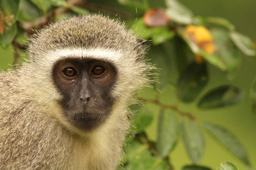 Vervet monkey