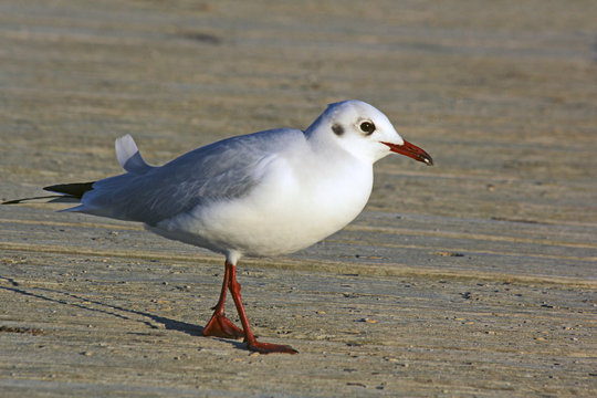 Mouette au bec rouge