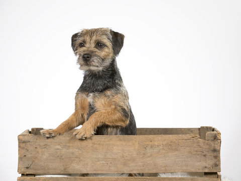 Border terrier dog sitting in an antique wooden apple box. Image taken in a studio.