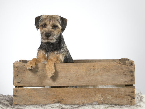Border terrier dog sitting in an antique wooden apple box. Image taken in a studio.
