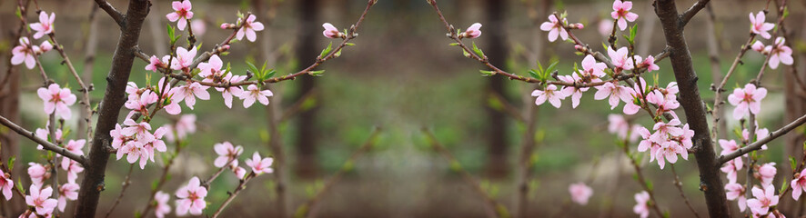 Fototapeta na wymiar Branches of peach tree with pink flowers and buds