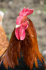 Close up of the rooster head