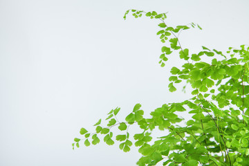 fresh green maidenhair fern leaves close up on white can be used as background