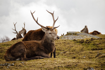 Resting Stag