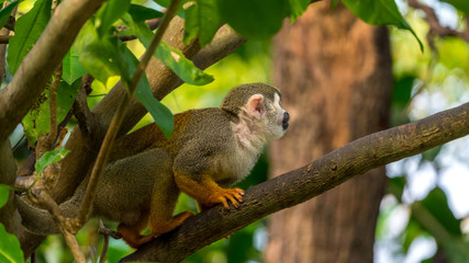 Squirrel Monkey on a tree trunk