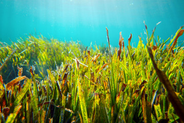 Fototapeta na wymiar Underwater shot of bright green grass growing under the sea lit by sun light. Rhodes, Greece