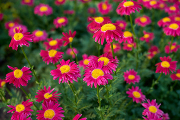 Outdoor flowering of red flowers