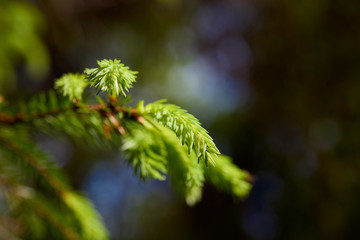 Young green spruce branches in a green forest background
