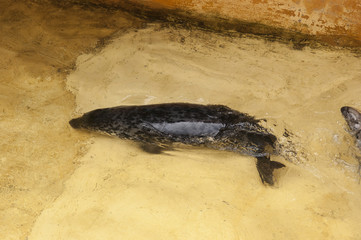 Fototapeta premium Lew morski w wodzie