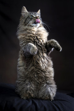 Gatto dal pelo lungo su due zampe 