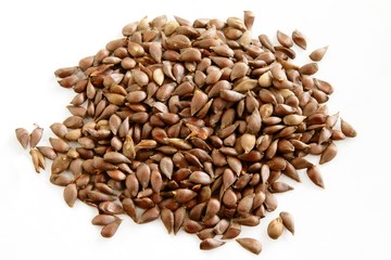 apples and seeds of apple tree