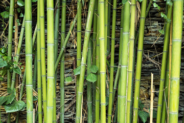 bamboo green bright