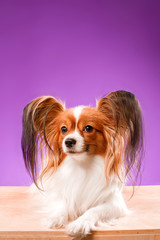Beautiful papillon dog with smooth hair and large ears on a purple background
