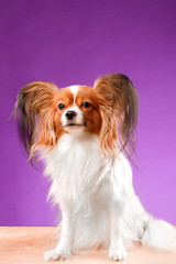 Beautiful papillon dog with smooth hair and large ears on a purple background