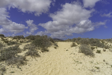 Landscape Dunes Of Canary Islands, Spain.
