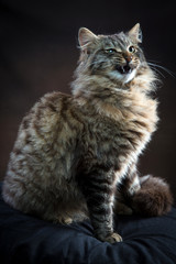 Bellissimo gatto dal pelo lungo su cuscino scuro