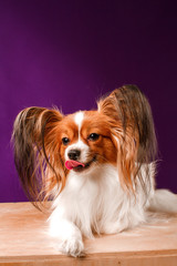 Beautiful papillon dog with smooth hair and large ears on a purple background