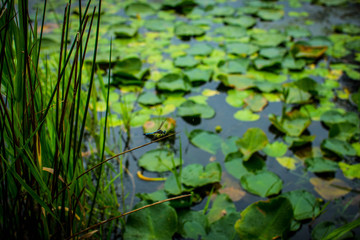 Dragonfly Near Lily Pad Pond