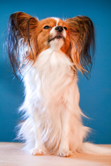 Beautiful papillon dog with smooth hair and large ears on a purple background