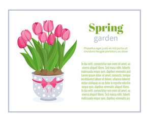 Spring garden. Flower brochure design backgrounds, vector templates of banners or business cards. Spring plant tulip in blue pot and frame vector illustration.